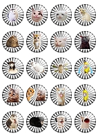 ����� ��������� ������� ���� / ������