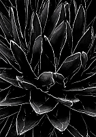 ������ ��� ��������� Black & White ������ / ������ �� �����