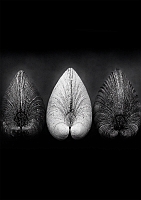 ������ ��� ��������� Black & White - ��� ������� / ������ �� �����