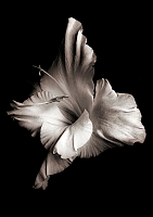 ������ ��� ��������� Black & White - ������ / ������ �� �����