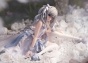 ������� The Idolmaster Cinderella Girls: Kanzaki Ranko White Princess of the Banquet Ver.