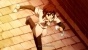 Ef - a Tale of Memories (�� - ������� ������������)