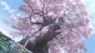 ����� ���� ������ / Kabukibu! [DVD]