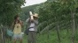 The Vineyard Man (�����������)