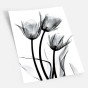 ����� �������� ��� ��������� - X-Ray Flowers