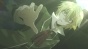 Pandora Hearts (������ �������) MP4