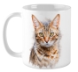 ������ Bengal cat / ��������