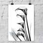 ����� �������� ��� ��������� - X-Ray Flowers