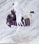 ������� PRISMA WING Re:ZERO -Starting Life in Another World- Echidna Glass Edition 1/7 Complete Figure