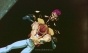 Fatal Fury: The Motion Picture (��������� ������ - �����)