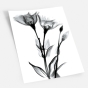 ����� �������� ��� ��������� - X-Ray Flowers