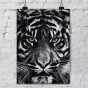 ������ ��� ��������� Untitled (Tiger Head 2) / ������ �� �����