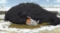 �����  ������� ������� / Mahou Tsukai no Yome TV [HD]