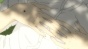 ����� ������� ������ / Tanaka-kun wa Itsumo Kedaruge