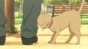 ����� ������� ������ / Tanaka-kun wa Itsumo Kedaruge