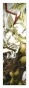 �������� Trinity Blood 349853