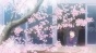 ������� ����������� / Kuzu no Honkai