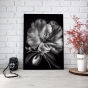 ����� �������� ��� ��������� - Black & White Flowers