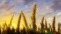 ����� ���������� TV-2 HD
