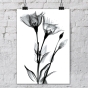 ����� �������� ��� ��������� - X-Ray Flowers