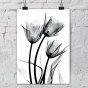 ����� �������� ��� ��������� - X-Ray Flowers